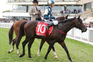 Mask Of Time, above, is the early favourite for the 2019 Ipswich Cup at Ipswich. Photo by Ultimate Racing Photos. 