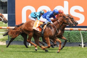 Hanseatic, above in royal blue colours, has drawn the rails in the barrier draw for the 2020 Blue Diamond Stakes at Caulfield. Photo by Ultimate Racing Photos.