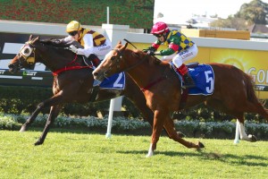 Most Important, above with white sleeves and yellow cap, will carry the top weight in the Lough Neagh Stakes at Doomben. Photo by Daniel Costello. 