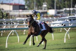 Ballistic Boy, above, wins the 2020 Rough Habit Plate at Eagle Farm. Photo by Steve Hart.