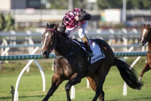 Rothfire, above, is the favourite for the Golden Rose Stakes at Rosehill. Photo by Steve Hart.