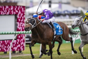 Baccarat Baby had a tough run behind Invincibella, above, in the Tattersall's Tiara at Eagle Farm. Photo by Steve Hart. 