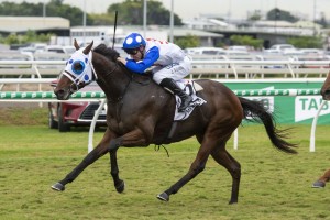 The Phillip Stokes trained Mr Quickie, above, winning the 2019 Queensland Derby at Eagle Farm. Photo by Steve Hart.