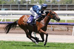 Jedastar, above, is set to step out at The Valley against the three year old fillies. Photo by Ultimate Racing Photos.
