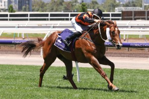 Free Of Debt, above, will carry the Aquis Farm aqua and black colours in the 2019 Golden Slipper at Rosehill. Photo by Ultimate Racing Photos.
