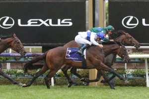 Catalyst, above in white and blue colours, will chase a slot in The Everest at Randwick. Photo by Ultimate Racing Photos.