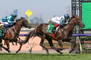 Amphitrite, above, cruises to a comfortable win in The Vanity at Flemington. Photo by Ultimate Racing Photos.