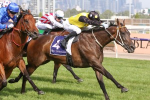 In Her Time, above in yellow and black colours,, was strong at the finish to win the 2019 Black Caviar Lightning at Flemington. Photo by Ultimate Racing Photos.