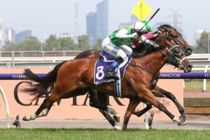 The Inevitable, above, will line in the Australian Guineas after winning the 2019 C S Hayes Stakes at Flemington. Photo by Ultimate Racing Photos.