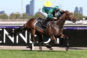 Alligator Blood, above, returns to Caulfield for The All-Star Mile. Photo by Ultimate Racing Photos.