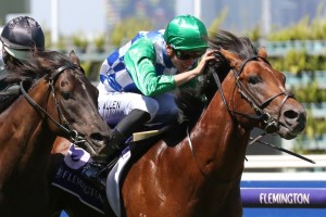 Fifty Stars, above, pokes his nose out to win the 2019 Blamey Stakes at Flemington. Photo by Ultimate Racing Photos.