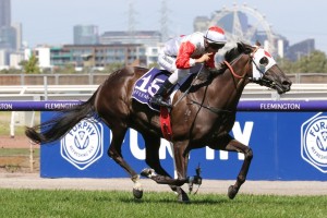 Mystic Journey, above, is challenging Alizee for favouritism for the All-Star Mile at Flemington. Photo by Ultimate Racing Photos.