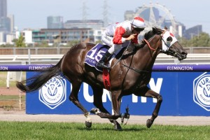 Mystic Journey, above, is the short priced favourite for the 2019 P.B. Lawrence Stakes at Caulfield. Photo by Ultimate Racing Photos. 