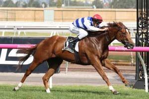 Redkirk Warrior, above, has been set for the All-Star Mile at Flemington. Photo by Ultimate Racing Photos. 