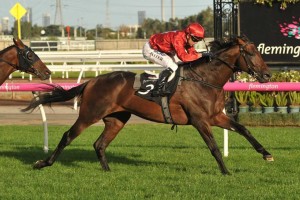 Runaway, above, was given a 1.5kg penalty for the 2018 Melbourne Cup after winning the Geelong Cup. Photo by Ultimate Racing Photos.