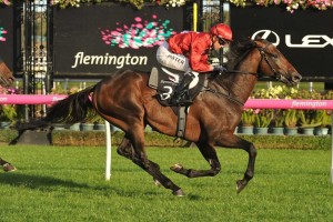 Runaway, above, has been withdrawn from the Lexus Stakes to be saved for the 2018 Melbourne Cup at Flemington. Photo by Ultimate Racing Photos.