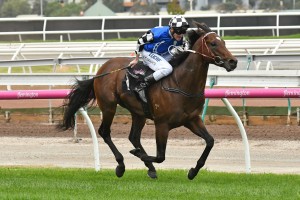 Articus, above, will appreciate the soft track conditions for the 2018 Villiers Stakes at Randwick. Photo by Ultimate Racing Photos.