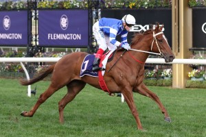 Gytrash, above, scored a sensational win in the 2020 Concorde Stakes at Randwick. Photo by Ultimate Racing Photos.