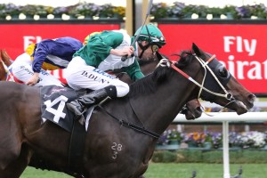 Jockey Dwayne Dunn, above, rides Microphone in the 2019 Colts Blue Diamond Preview at Caulfield. Photo by Ultimate Racing Photos.