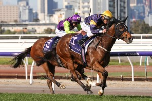 Buffalo River, above in purple and gold colours, is being aimed towards the 2019 Golden Eagle at Rosehill. Photo by Ultimate Racing Photos. 