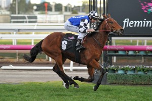 First emergency, Sixties Groove, above, has gained a start in the 2019 Doomben Cup at Doomben. Photo by Ultimate Racing Photos.