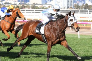 Red Alto scored  an upset win in the 2018 Bendigo Cup at Bendigo. Photo by Ultimate Racing Photos.