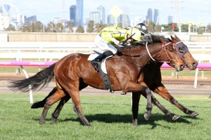 Yogi, above, will wear the blinkers in the 2018 Sandown Cup at Sandown. Photo by Ultimate Racing Photos.