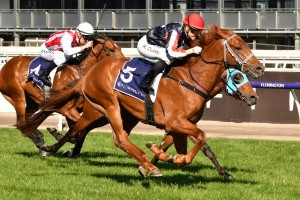 Dalasan, above, is among the second acceptances for the 2019 Caulfield Guineas at Caulfield. Photo by Ultimate Racing Photos.