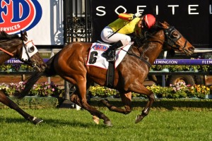 Gatting, above, has drawn in close in the 2019 Railway Stakes at Ascot in Perth. Photo by Ultimate Racing Photos.