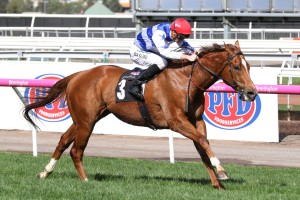 A wide barrier will suit Redkirk Warrior, above, in the 2019 C.F. Orr Stakes at Caulfield. Photo by Ultimate Racing Photos. 