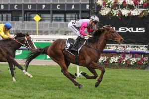 Craig Williams will be the new rider for Surprise Baby, above, when she kicks off her Melbourne Cup campaign in the John F. Feehan Stakes at The Valley. Photo by Ultimate Racing Photos.