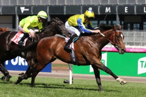 Jockey John Allen, above in yellow and blue colours, will ride Verry Elleegant in the Ethereal Stakes at Caulfield. Photo by Ultimate Racing Photos.