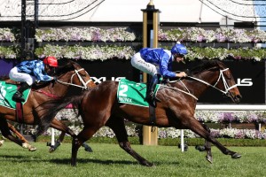 Youngstar, above with red cap, is one of the main chances in the 2018 Caulfield Cup after running second to Winx, above, in the Turnbull Stakes. Photo by Ultimate Racing Photos.