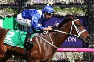 Cox Plate favourite Winx, above, is chasing her 4th straight win in the Weight For Age Championship at The Valley. Photo by Ultimate Racing Photos.