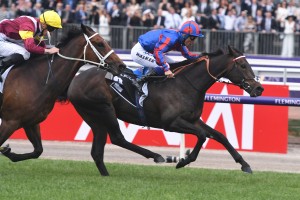 Melbourne Cup runner A Prince Of Arran, above in blue and red colours, has pulled up well after his win in the Lexus Stakes at Flemington. Photo by Steve Hart.