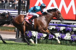 Victoria Derby winner Extra Brut, above, will take on weight for age in the 2018 Mackinnon Stakes at Flemington. Photo by Steve Hart.