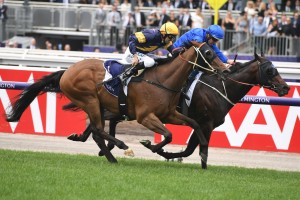 Ranier, in the royal blue colours on the fence, wins The Carbine Club Stakes at Flemington. Photo by Steve Hart. 