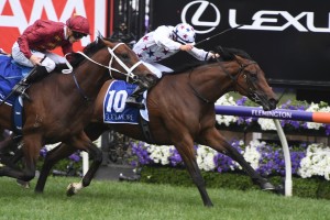 Sunlight, above in white colours with marroon stars, will be set for the Lightning and the Newmarket at Flemington. Photo by Steve Hart.