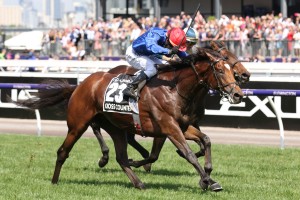 Cross Counter, above, is being aimed towards a second Melbourne Cup at Flemington. Photo by Ultimate Racing Photos.