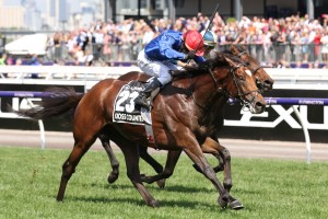 Marmelo finished second to Cross Counter, above, in the 2018 Melbourne Cup at Flemington. Photo by Ultimate Racing Photos.