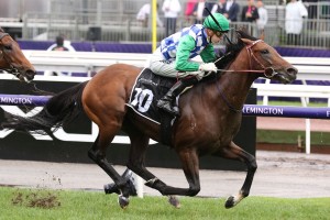 Fifty Stars, above, is on trial for a trip to Perth when he runs in the Sandown Stakes at Sandown. Photo by Ultimate Racing Photos.