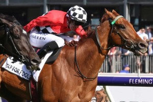 Damien Oliver will ride Trap For Fools, above, in the 2018 Kingston Town Classic at Ascot in Perth. Photo by Ultimate Racing Photos.