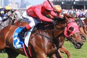 Redzel, above, will be chasing a third consecutive win in the 2019 The Everest at Randwick. Photo by Ultimate Racing Photos. 