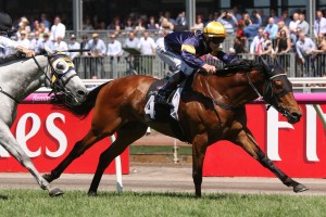 Vengeur Masque, above, is one of the outsiders in the 2018 Melbourne Cup at Flemington. Photo by Ultimate Racing Photos.