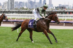 Yes Yes Yes, above, will be set for the 2019 Blue Diamond Stakes at Caulfield. Photo by Steve Hart.