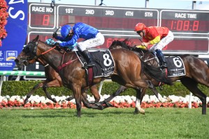 Exhilarates, above, is the early favourite for the 2019 Reisling Stakes at Randwick. Photo by Steve Hart.