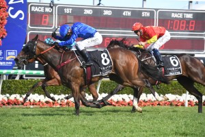 Exhilarates, above in royal blue colours, powers home to win the 2019 Magic Millions 2yo Classic at the Gold Coast. Photo by Steve Hart. 