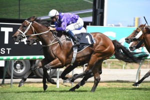 Invincibella, above, scores narrow win in Magic Millions Fillies & Mares at the Gold Coast. Photo by Steve Hart.