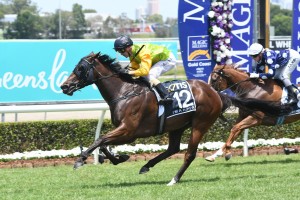 I'm A Rippa, above, is set to take on Redzel in the 2019 Victory Stakes at Eagle Farm. Photo by Steve Hart. 