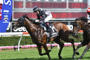 Houtzen, above, is the odds on favourite for the Magic Millions Snippets at the Gold Coast. Photo by Steve Hart. 